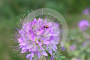 Rocky Mountain bee-weed, Cleome serrulata, pink flowers and ladybird photo